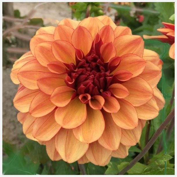 Dahlia Creme de Cognac 