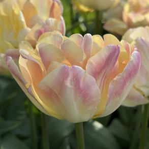 Tulipan Creme Upstar 6 lg