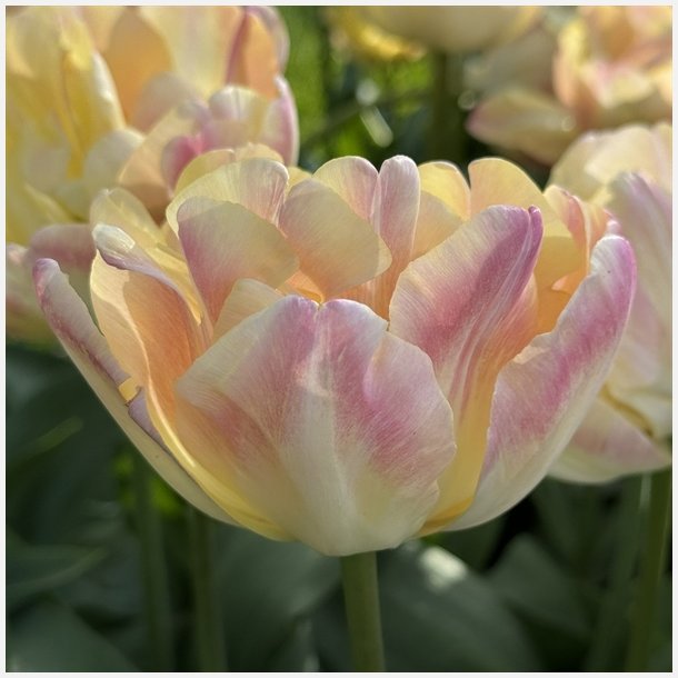 Tulipan Creme Upstar 6 lg