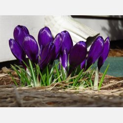 Krokus Flower record 10 lg