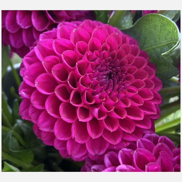 Dahlia Cryfield Harmony