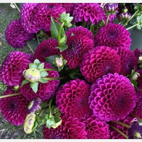 Dahlia Cryfield Harmony