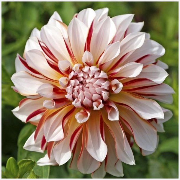 Dahlia Caribbean Fantasy 
