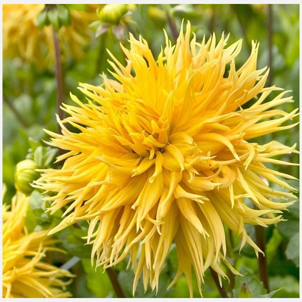 Dahlia Encore