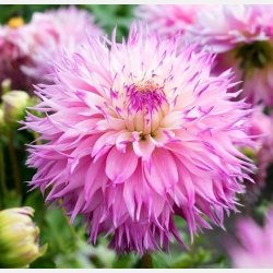Dahlia Pinelands Princess 