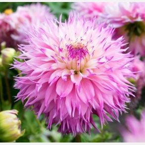Dahlia Pinelands Princess 