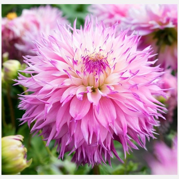 Dahlia Pinelands Princess 