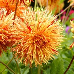 Dahlia Rejmans Firecracker