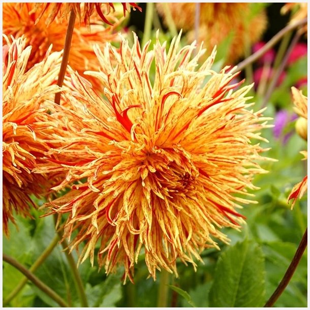 Dahlia Rejmans Firecracker