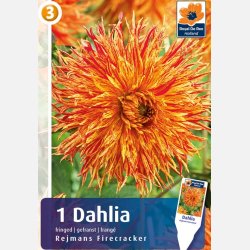 Dahlia Rejmans Firecracker