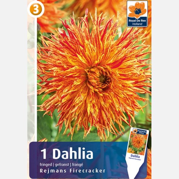 Dahlia Rejmans Firecracker