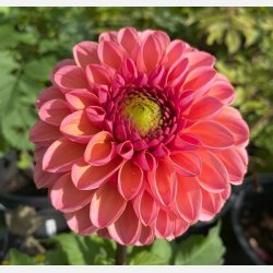 Dahlia Daisy Duke