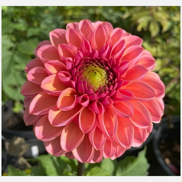 Dahlia Daisy Duke