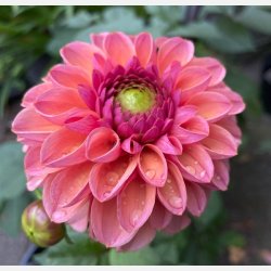 Dahlia Daisy Duke