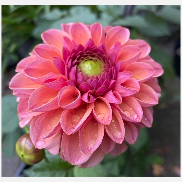 Dahlia Daisy Duke
