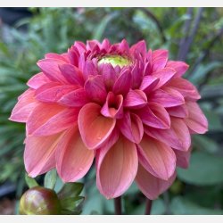 Dahlia Daisy Duke