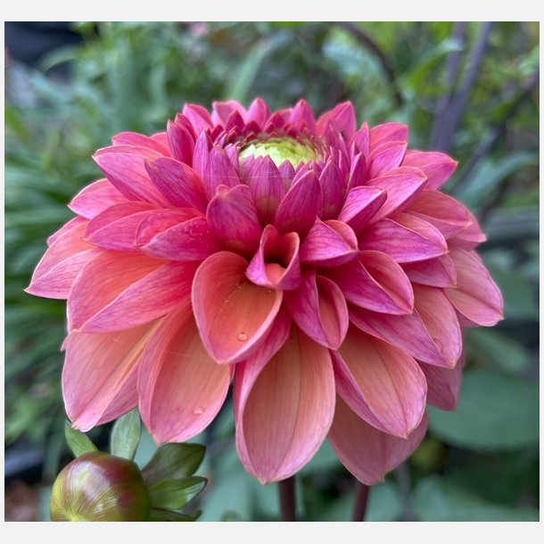 Dahlia Daisy Duke