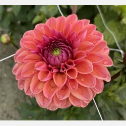 Dahlia Daisy Duke
