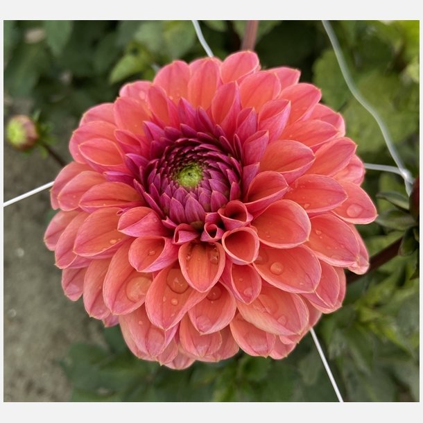 Dahlia Daisy Duke