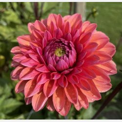 Dahlia Daisy Duke