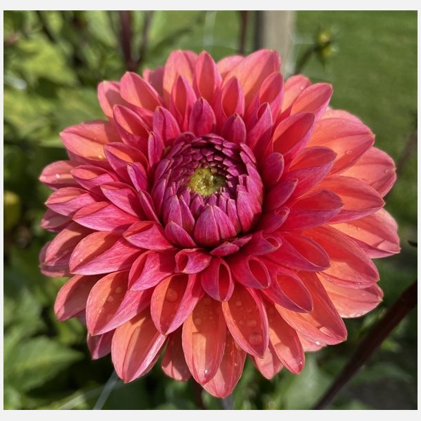 Dahlia Daisy Duke