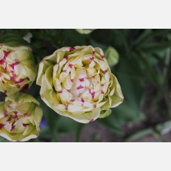 Tulipan Danceline 8 lg