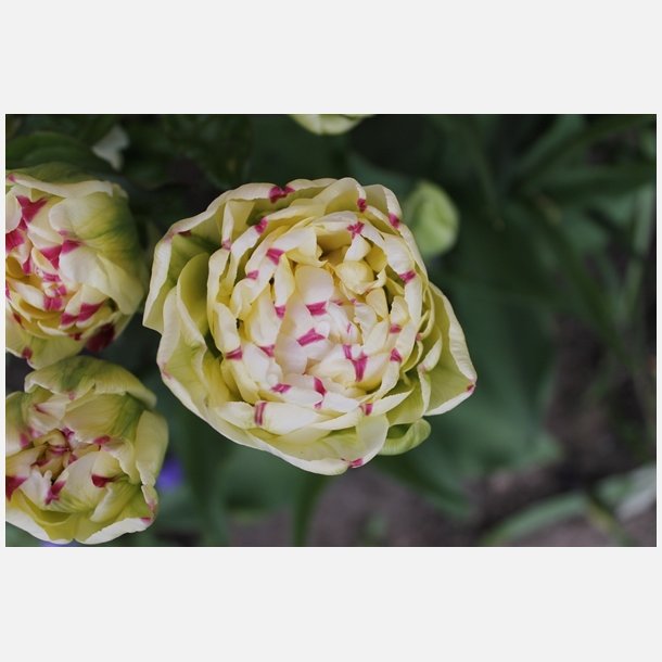 Tulipan Danceline 8 lg