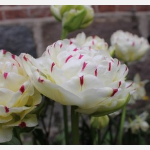 Tulipan Danceline 8 lg