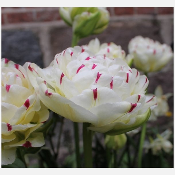 Tulipan Danceline 8 lg