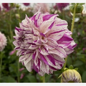 Dahlia Danceline