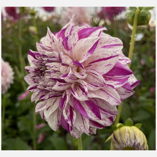 Dahlia Danceline