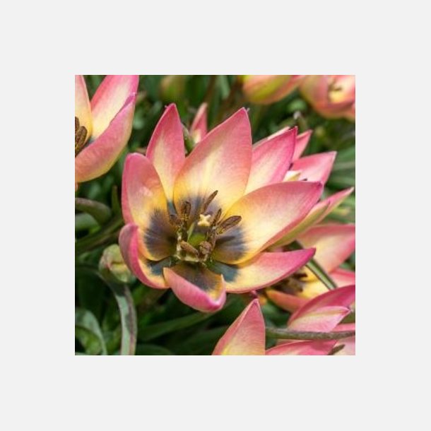 Tulip Danique 10 lg