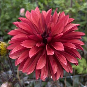 Dahlia Danique