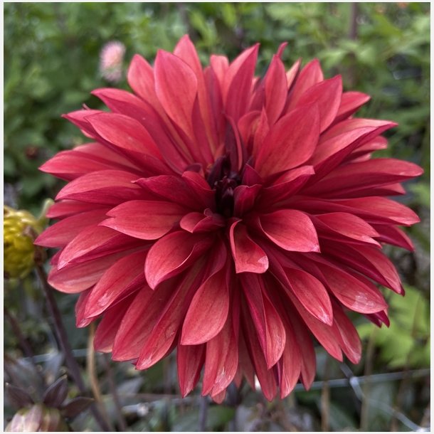 Dahlia Danique
