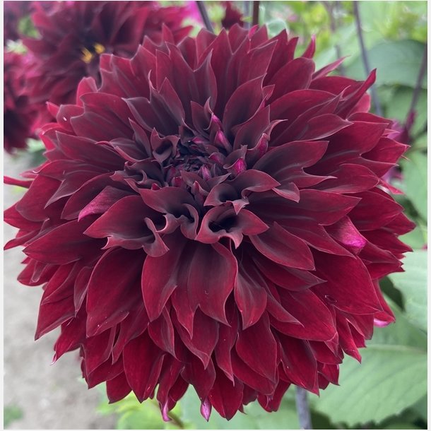 Dahlia Dark Fubuki