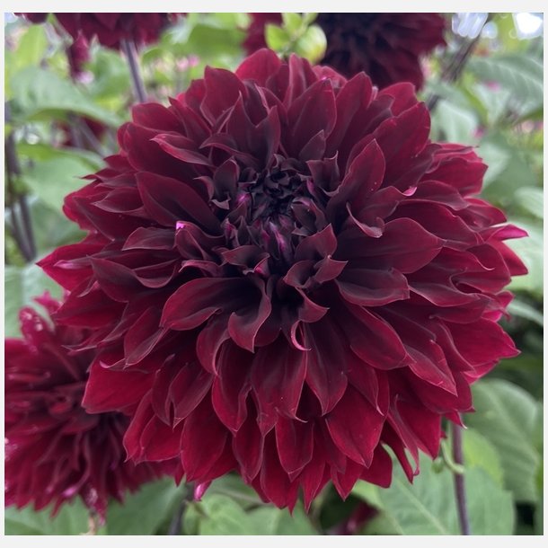 Dahlia Dark Fubuki