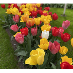 Tulipan mix Darwin 70 lg