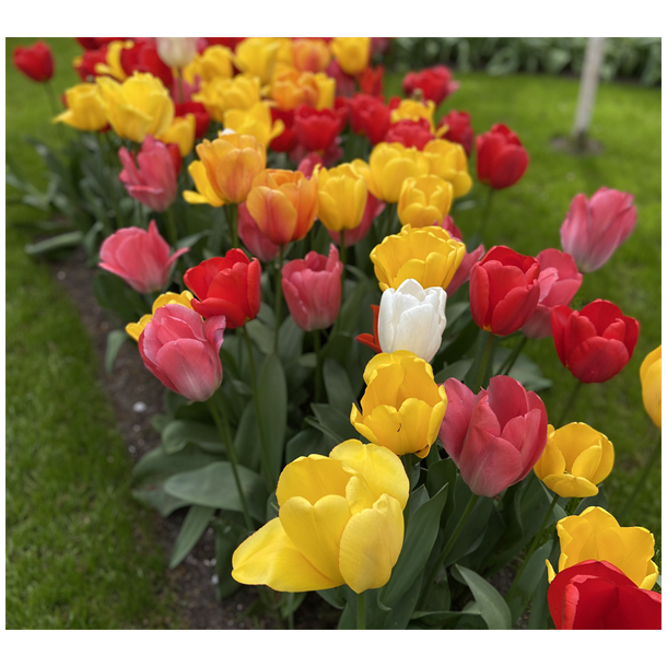 Tulipan mix Darwin 70 lg