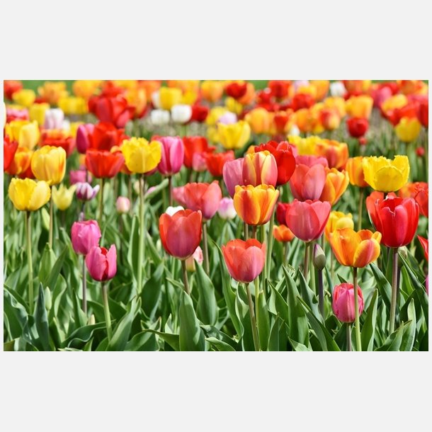 Tulipan mix Darwin 70 lg