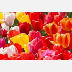 Tulipan mix Darwin 70 lg