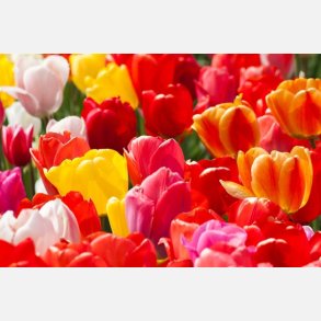 Tulipan mix Darwin 70 lg