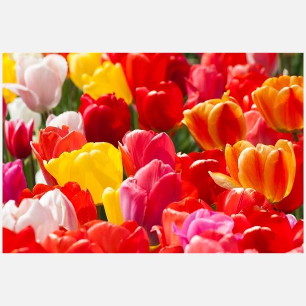 Tulipan mix Darwin 70 lg