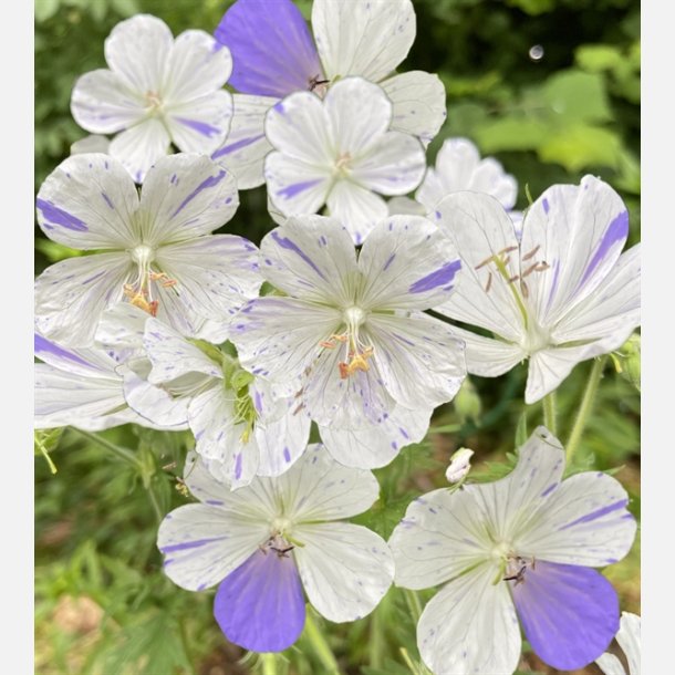 Geranium Delft Blue