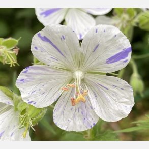 Geranium Delft Blue