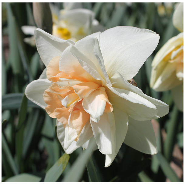 Narcis Delnashaugh 5 lg 