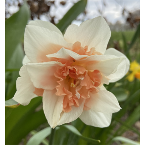 Narcis Delnashaugh 5 lg 