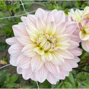 Dahlia Diana's Memory 