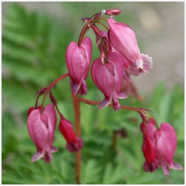 Dicentra Luxuriant Formosa