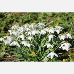 Dobbelt vintergk Flore Pleno 5 lg