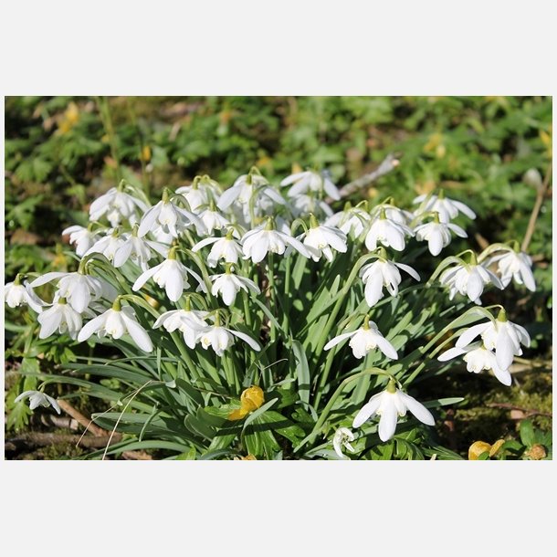 Dobbelt vintergk Flore Pleno 5 lg